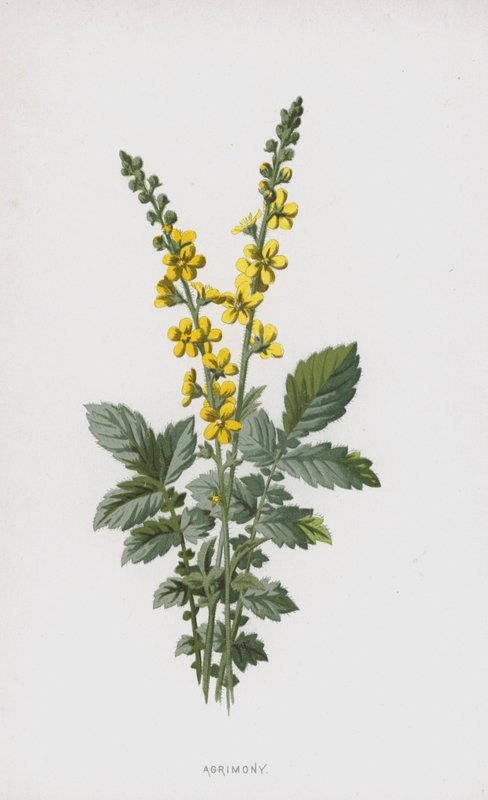 Agrimony (chromolitho) tekijältä Frederick Edward Hulme