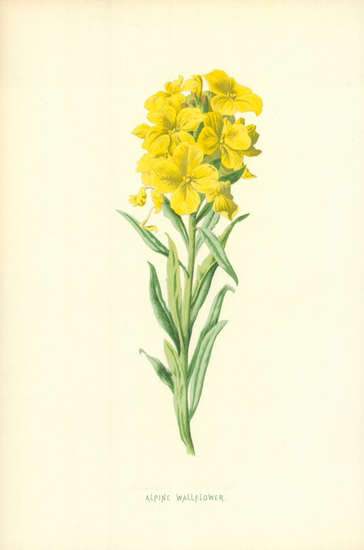 Alpine Wallflower tekijältä Frederick Edward Hulme