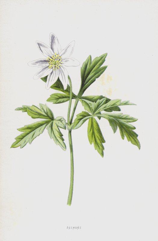 Anemone (chromolitho) tekijältä Frederick Edward Hulme