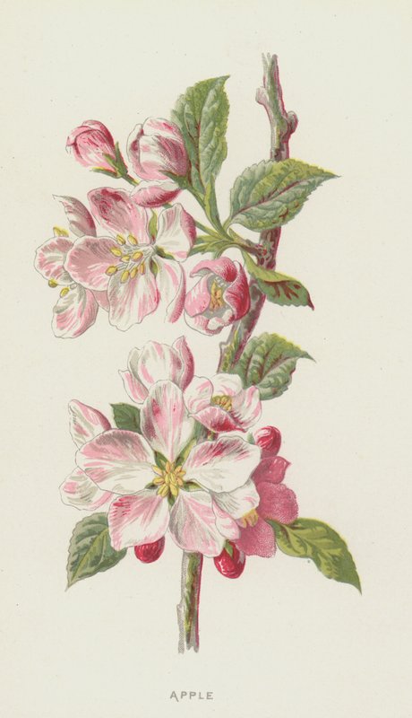 Apple (chromolitho) tekijältä Frederick Edward Hulme