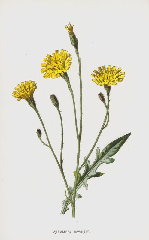 Autumnal Hawkbit (chromolitho) tekijältä Frederick Edward Hulme