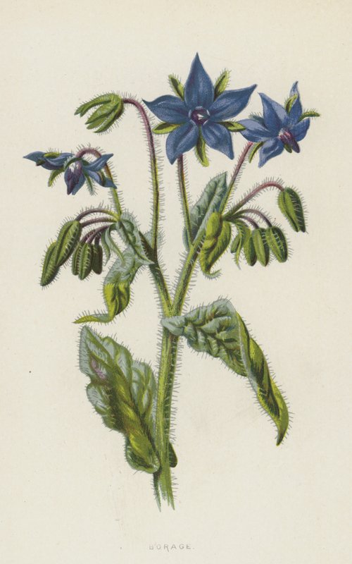 Purasruoho (chromolitho) tekijältä Frederick Edward Hulme