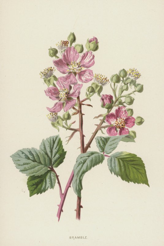 Bramble (chromolitho) tekijältä Frederick Edward Hulme