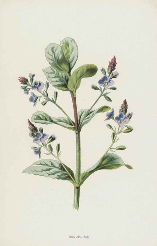 Brooklime (chromolitho) tekijältä Frederick Edward Hulme