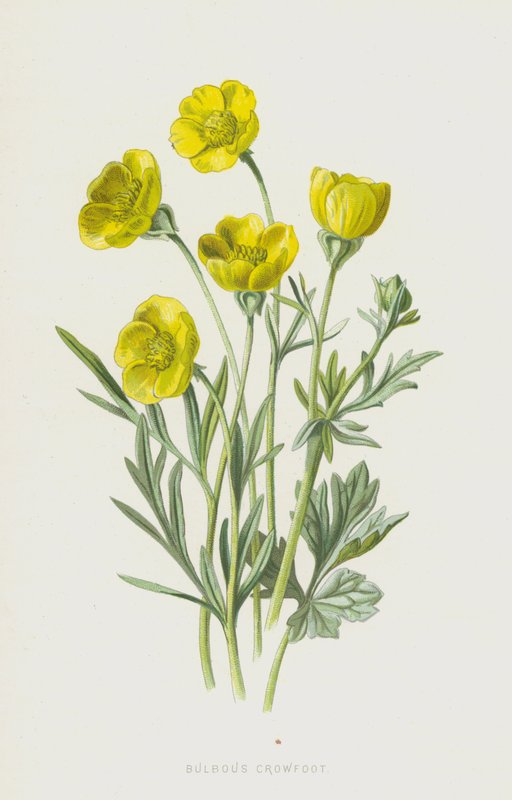 Sipulivarsijalka (chromolitho) tekijältä Frederick Edward Hulme