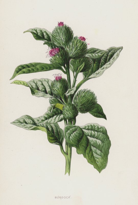 takiainen (chromolitho) tekijältä Frederick Edward Hulme