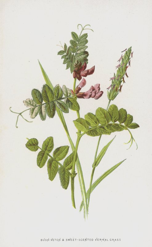 Pensas-virna ja makean tuoksuinen kevätruoho (chromolitho) tekijältä Frederick Edward Hulme
