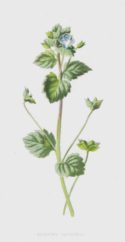 Buxbaums Speedwell (chromolitho) tekijältä Frederick Edward Hulme