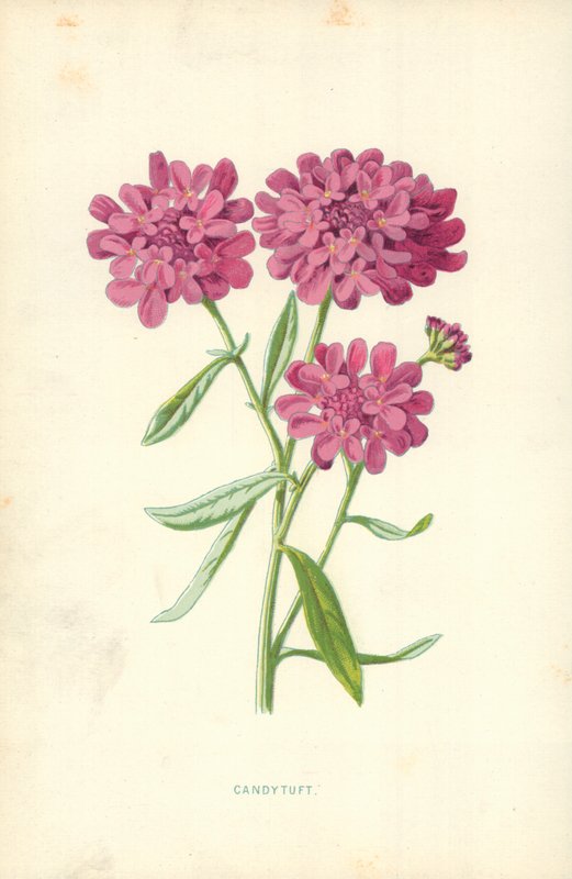 Candytuft tekijältä Frederick Edward Hulme