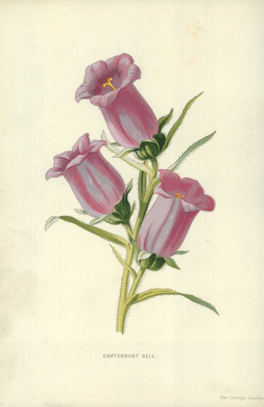 Canterbury Bell tekijältä Frederick Edward Hulme