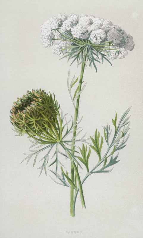 Porkkana (chromolitho) tekijältä Frederick Edward Hulme