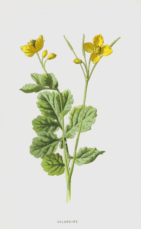 Selandiini (kromoliitti) tekijältä Frederick Edward Hulme