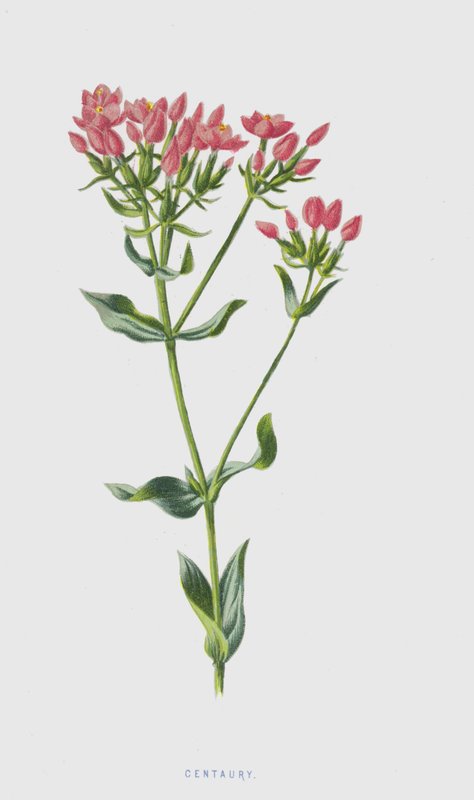 Centaury (chromolitho) tekijältä Frederick Edward Hulme