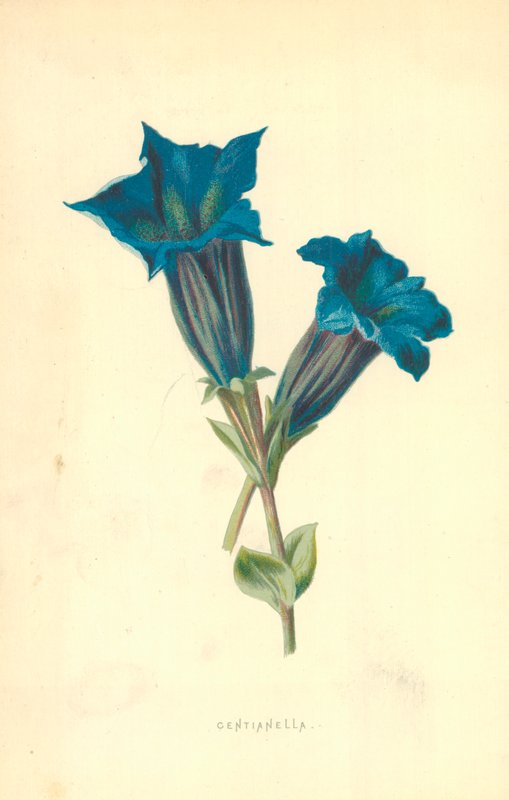 Centianella tekijältä Frederick Edward Hulme