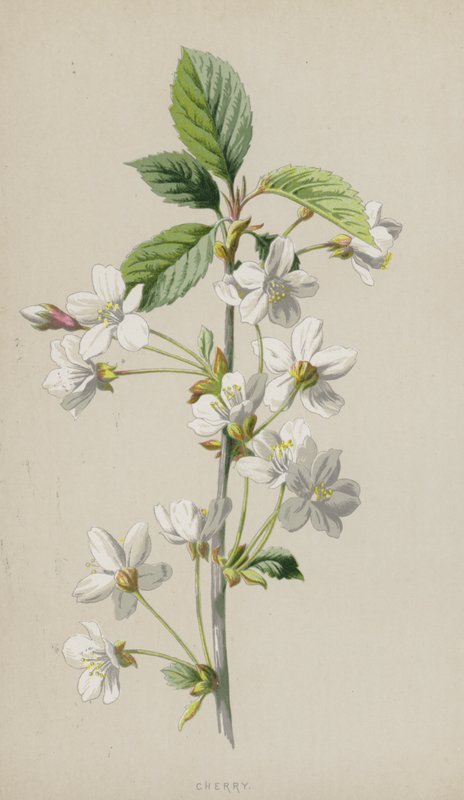 Kirsikka (chromolitho) tekijältä Frederick Edward Hulme