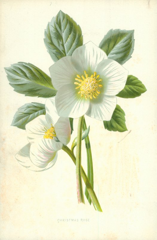 Joulun ruusu tekijältä Frederick Edward Hulme