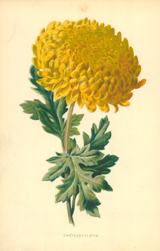 Krysanteemi tekijältä Frederick Edward Hulme