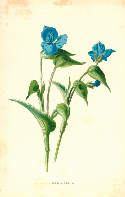 Commelinafinn tekijältä Frederick Edward Hulme