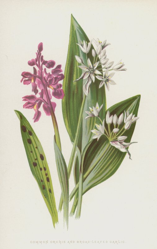 Tavallinen orkidea ja leveälehtinen valkosipuli (chromolitho) tekijältä Frederick Edward Hulme