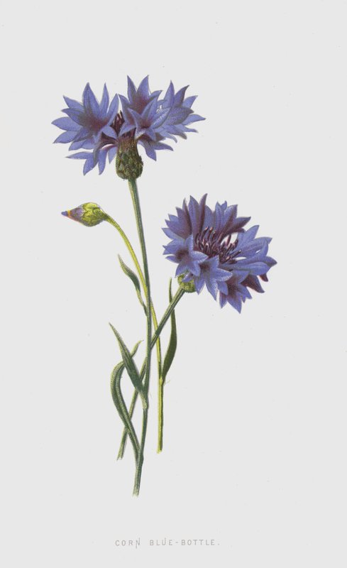Corn Blue-Bottle (chromolitho) tekijältä Frederick Edward Hulme
