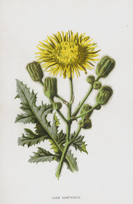 Corn Sowthistle (chromolitho) tekijältä Frederick Edward Hulme