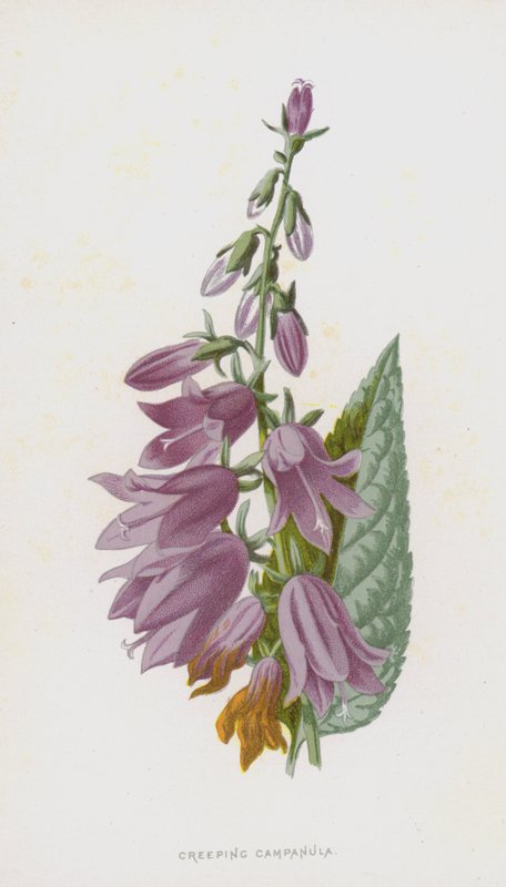 Creeping Campanula (chromolitho) tekijältä Frederick Edward Hulme
