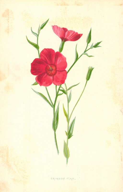 Crimson pellava tekijältä Frederick Edward Hulme