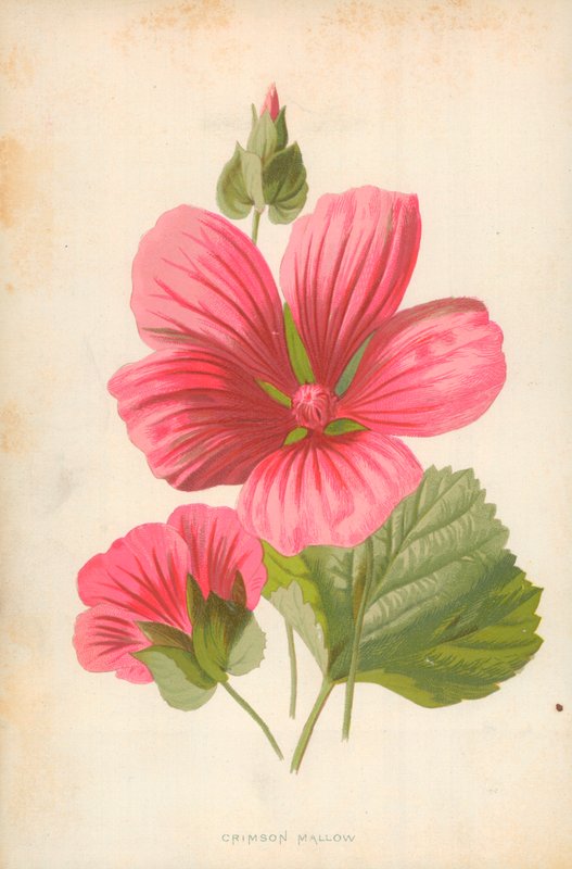 Crimson Mallow tekijältä Frederick Edward Hulme
