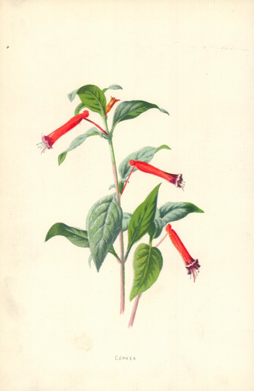 Cuphea tekijältä Frederick Edward Hulme