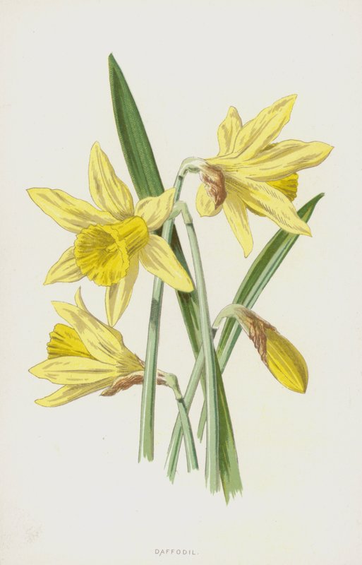 Narsissi (chromolitho) tekijältä Frederick Edward Hulme