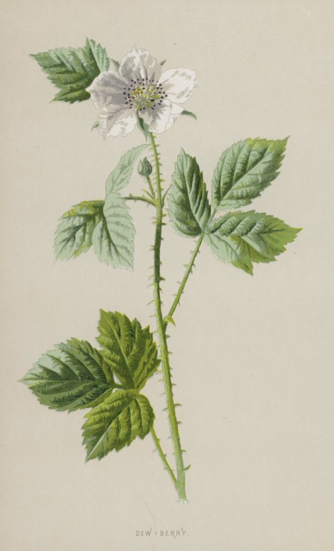 Dew-Berry (chromolitho) tekijältä Frederick Edward Hulme