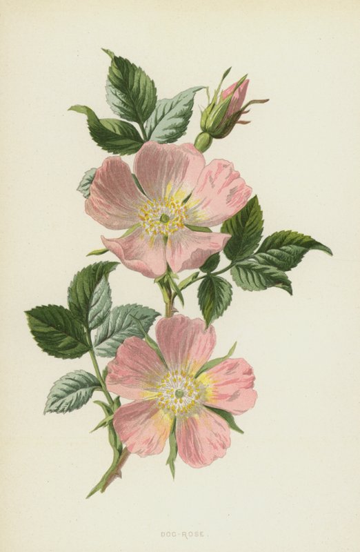 Dog-Rose (chromolitho) tekijältä Frederick Edward Hulme