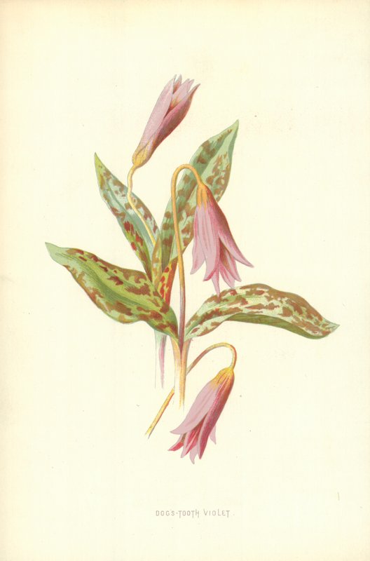 Koiran hammas violetti tekijältä Frederick Edward Hulme