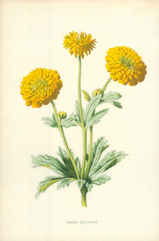 Double Buttercup tekijältä Frederick Edward Hulme