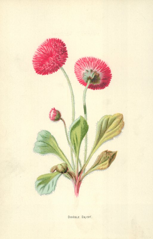 Double Daisy tekijältä Frederick Edward Hulme
