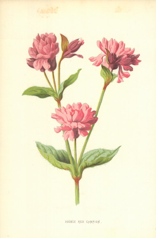 Double Red Campion tekijältä Frederick Edward Hulme