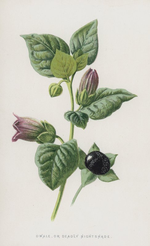 Dwale tai Deadly Nightshade (chromolitho) tekijältä Frederick Edward Hulme