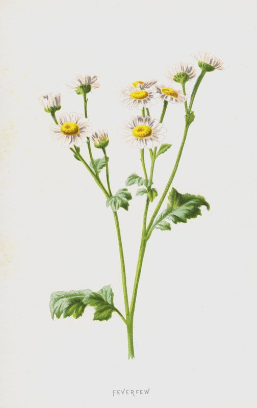 Feverfew (chromolitho) tekijältä Frederick Edward Hulme