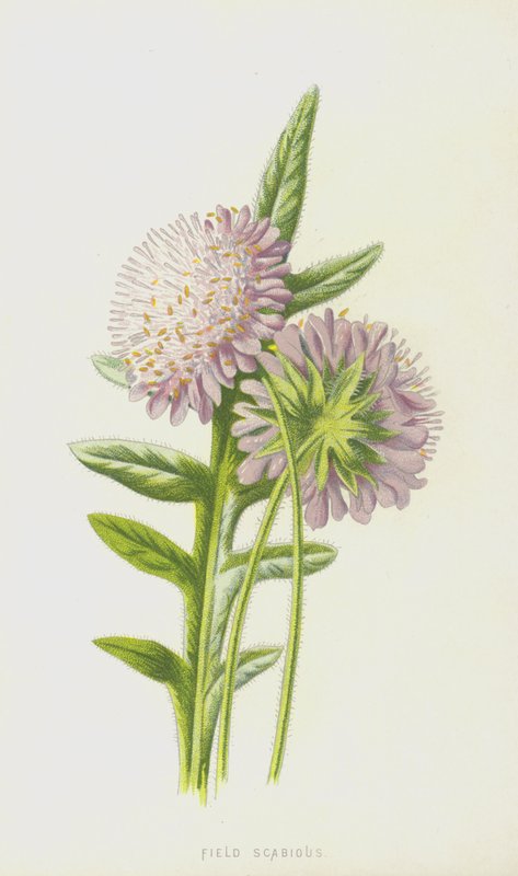 Field Scabious (chromolitho) tekijältä Frederick Edward Hulme