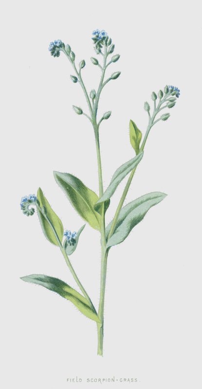 Field Scorpion-Grass (chromolitho) tekijältä Frederick Edward Hulme
