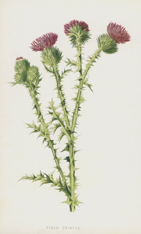 Peltoohdake (chromolitho) tekijältä Frederick Edward Hulme