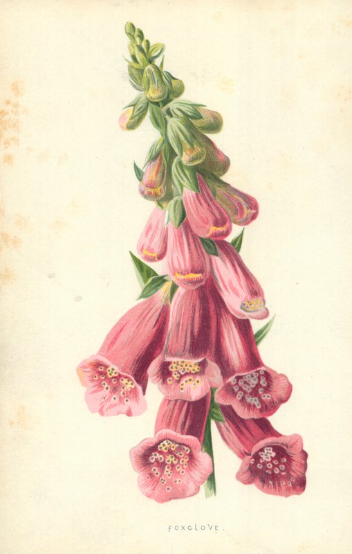 Foxclove tekijältä Frederick Edward Hulme