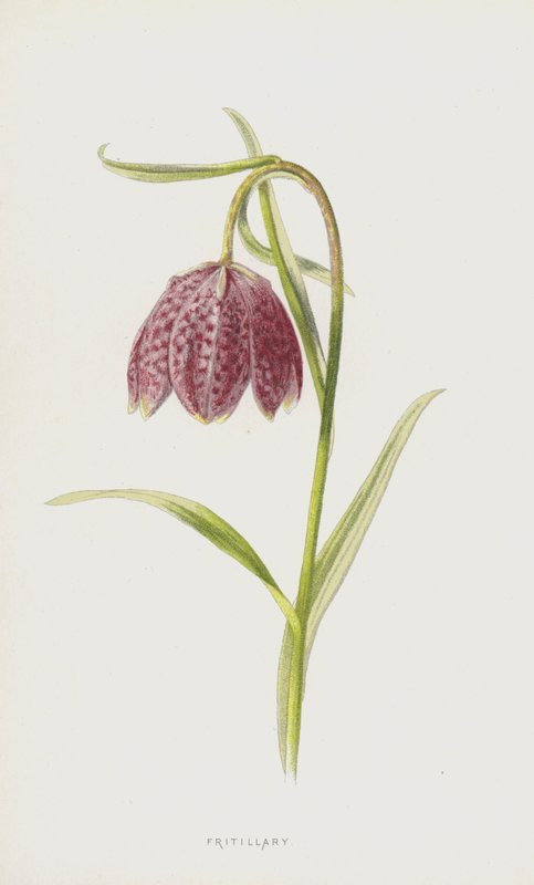 Fritillary (chromolitho) tekijältä Frederick Edward Hulme