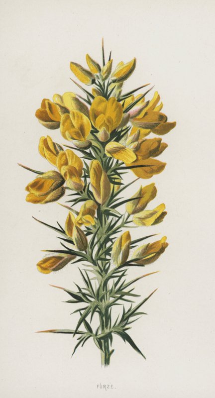 Furze (chromolitho) tekijältä Frederick Edward Hulme