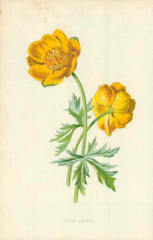 Maapallon kukka tekijältä Frederick Edward Hulme
