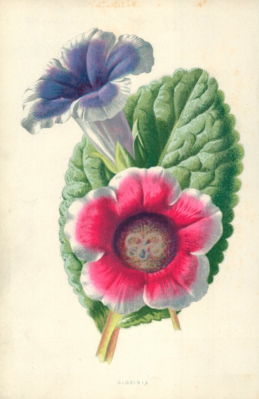 Gloxinia tekijältä Frederick Edward Hulme