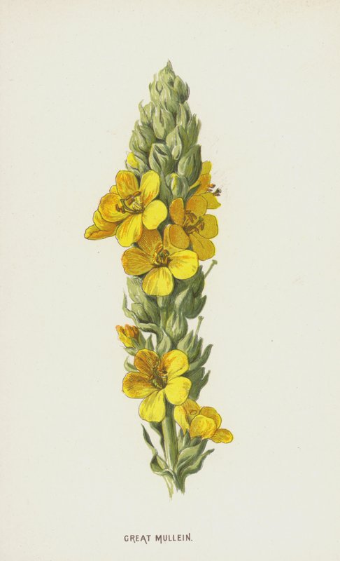 Great Mullein (chromolitho) tekijältä Frederick Edward Hulme