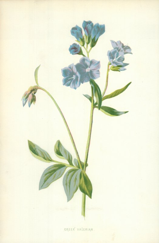 Kreikkalainen Valerian tekijältä Frederick Edward Hulme