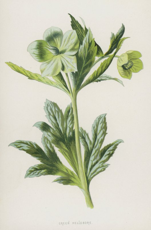 Vihreä hellebore (chromolitho) tekijältä Frederick Edward Hulme