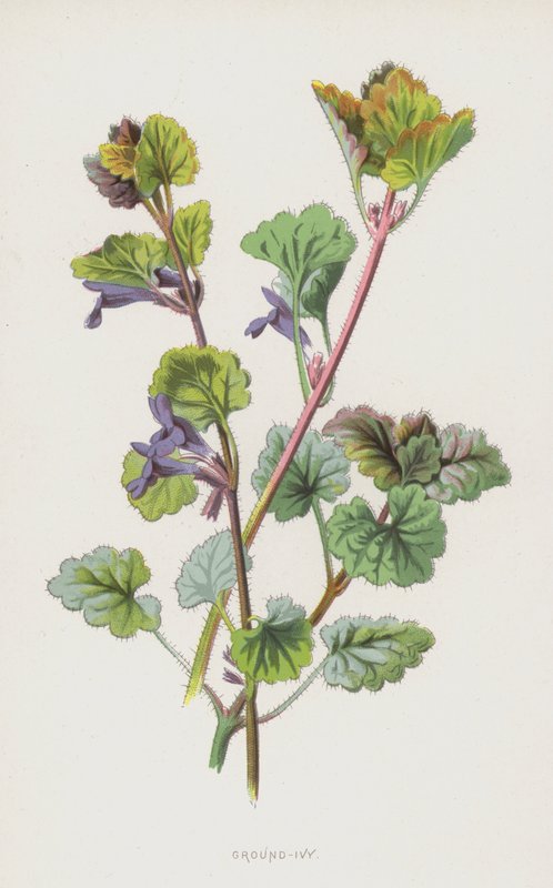 Ground-Ivy (chromolitho) tekijältä Frederick Edward Hulme